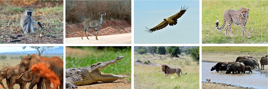 Dicionário de Animais de Poder no Xamanismo
